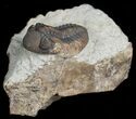Small Phacops Trilobite From Foum Zguid #5753-4